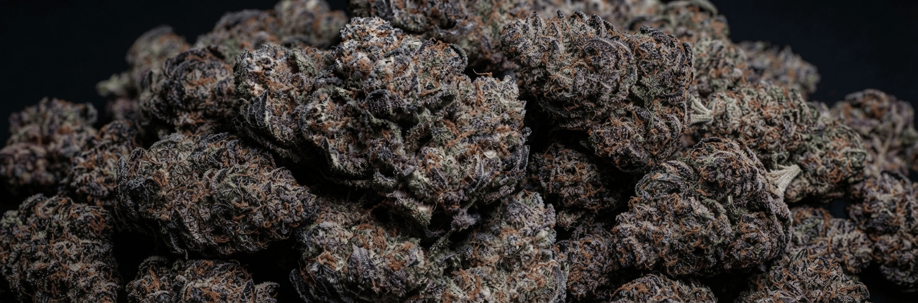 Banner_Opt-1_Green (1)